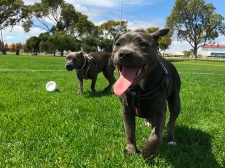 Fenced community dog park with separate play areas, open grass, and amenities for dogs and their owners.